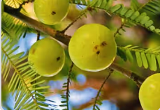 Amla Fruit