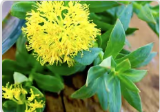 Rhodiola Rosea