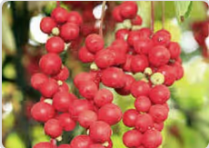 Schisandra Chinensis